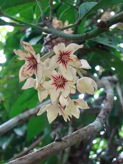 Cola acuminata