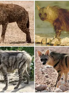 Hyena