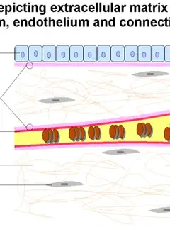 Membrane basale