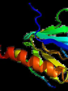 Insulin receptor substrate 1