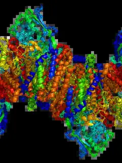 Transferrin receptor 1