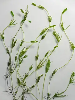 Charophyta