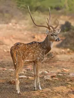 Chital