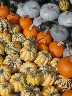 Cucurbita