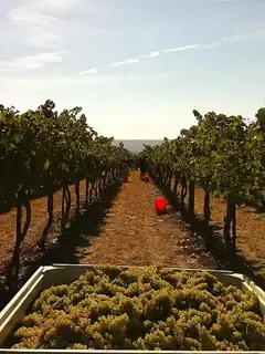 Yield