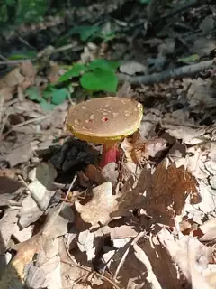 Xerocomellus chrysenteron