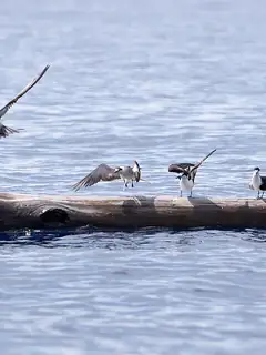 Seabird
