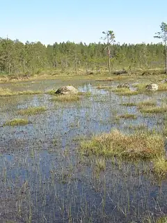 Bog