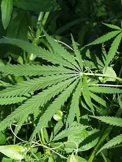 Cannabis