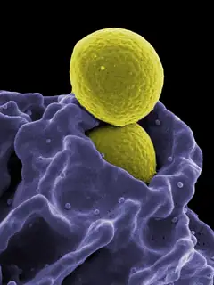 Immunology