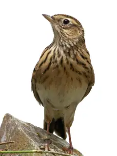 Lark