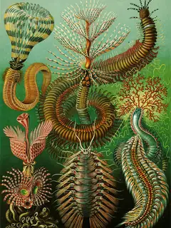 Marine invertebrates