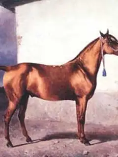 Karabakh horse