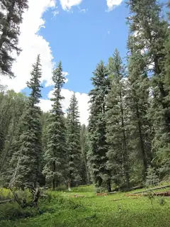 Blue spruce