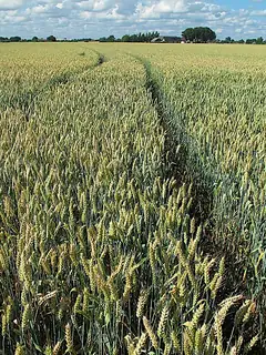 Intensive farming
