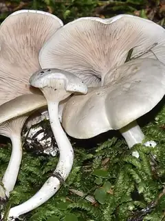 Clitopilus prunulus