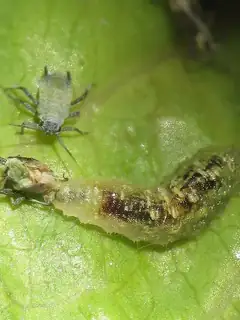 Biological pest control