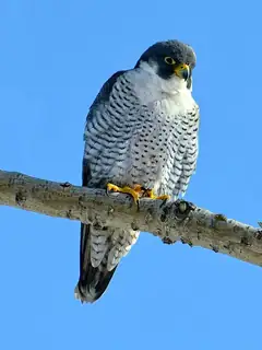 Peregrine falcon