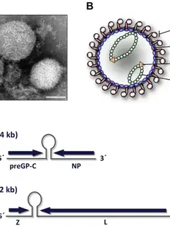 Arenavirus