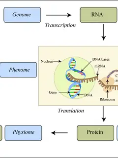 Gene expression