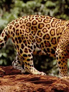 Jaguar