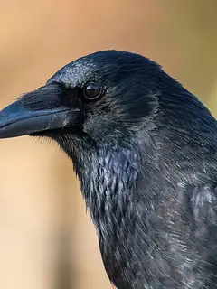 Corvidae