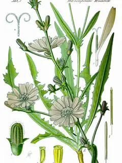 Chicory