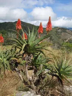 Aloe