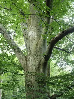 Beech