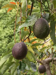 Avocado