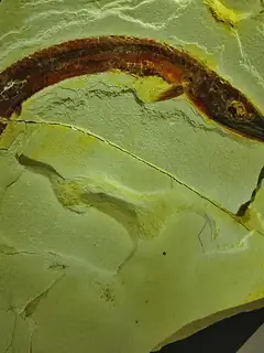 Belonostomus