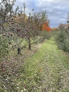 Orchard