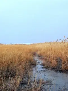 Marsh