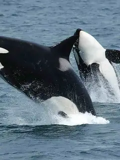 Orca