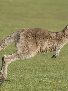 Kangaroo