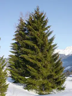 Spruce