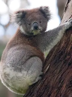 Koala