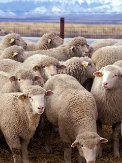 Sheep