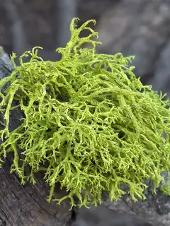 Lichen
