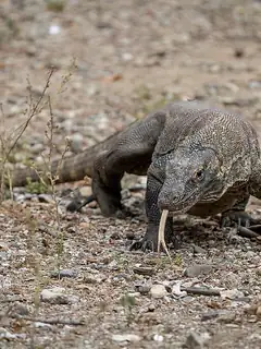 Komodo dragon