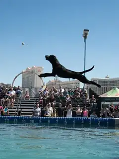 Dock jumping