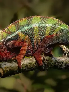 Chameleon