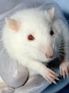 Animal testing