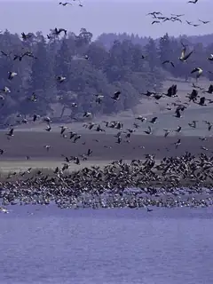 Wildlife conservation