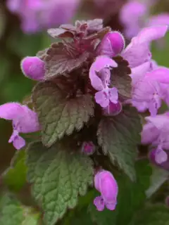 Lamiaceae