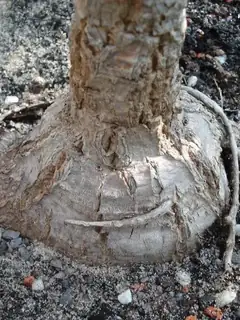Lignotuber