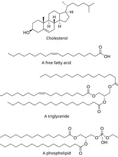 Lipide