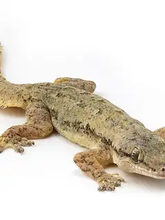 Lizard
