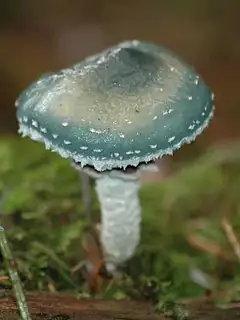 Stropharia aeruginosa