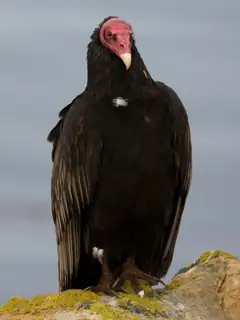 New World vulture